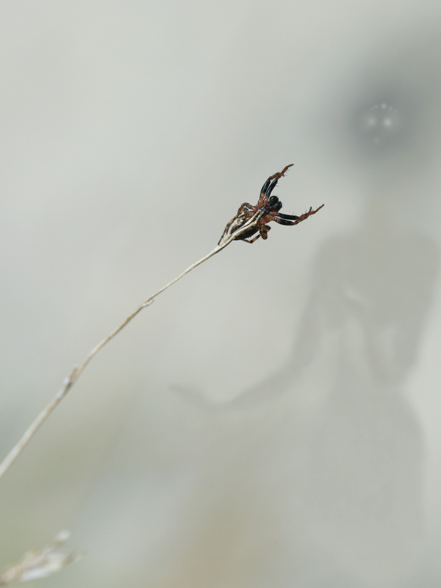 BU7A5988_03September2016_Alexander_Zelenko