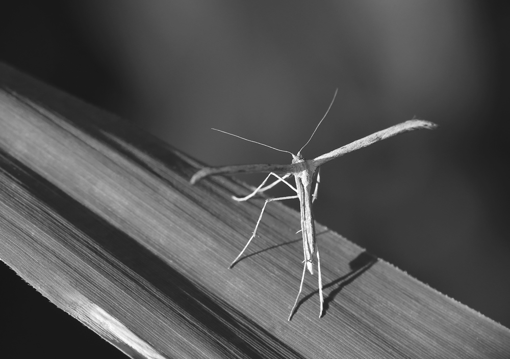 BU7A6510_2_08September2016_Alexander_Zelenko