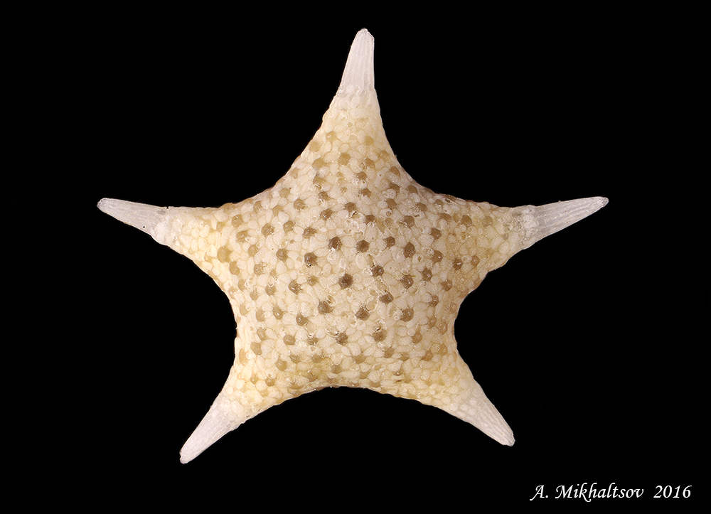 Baculogypsina_sphaerulata_Epi5x_93_1000pcs