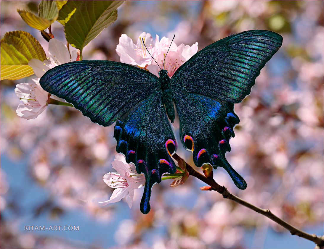 Black-swallowtail-or-papilio-maackii-butterfly-on-oriental-cherry-blossom