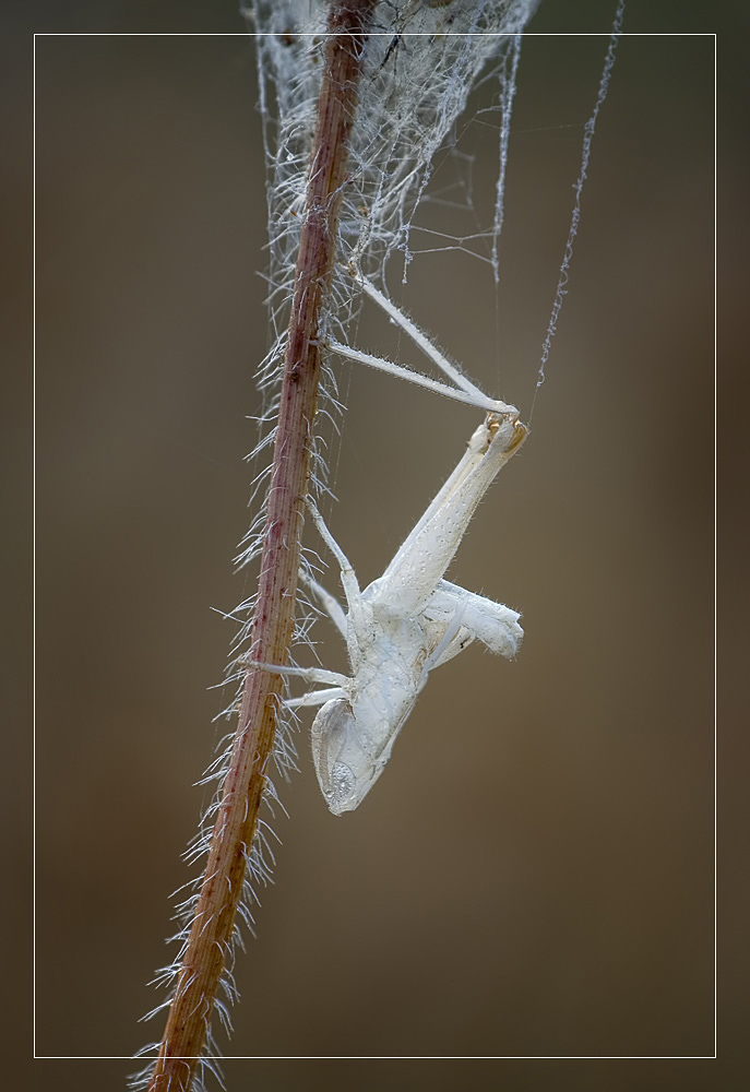 CRW_3596-1000b3-black-2-R