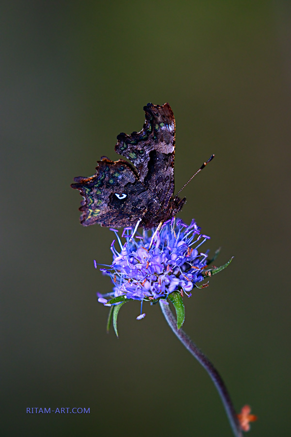 Dark-Jewel_Anglewing-butterfly_Ritam-W