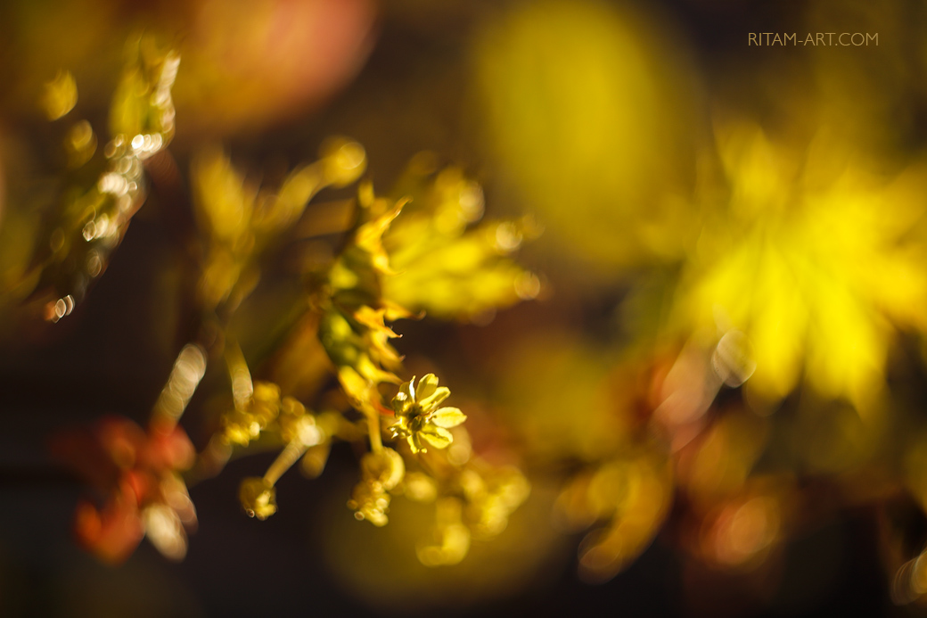 Golden_Fairytale_of_Spring_-_Ritam_W