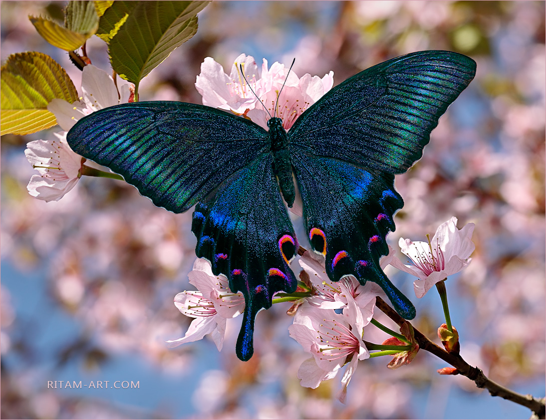 Japanese-Tune_Blue-Swallowtail-in-Sakura_Ritam-W