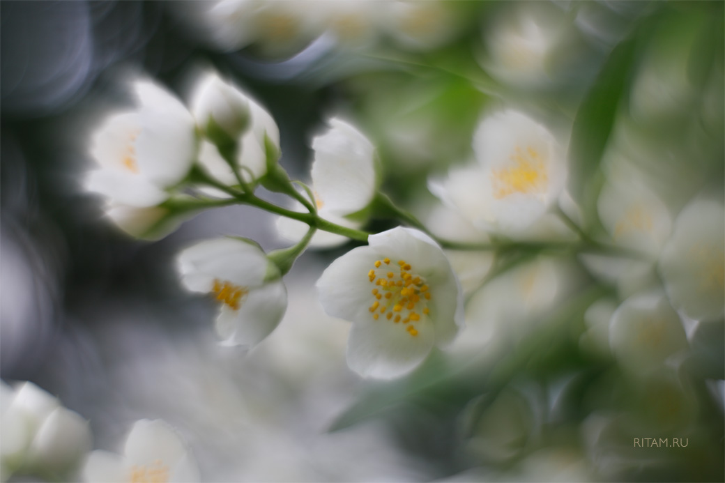 Jasmine_Tenderness_-_Ritam_W