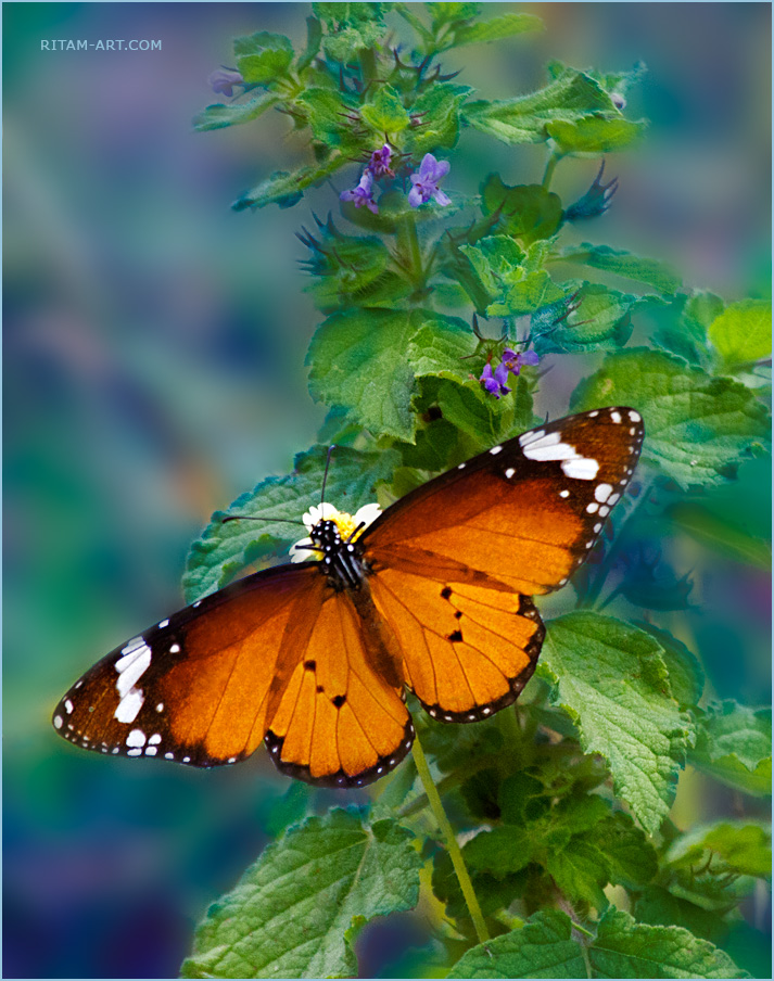 Nocturne_-_Danaus_chrysippus_butterfly_-_Ritam-900