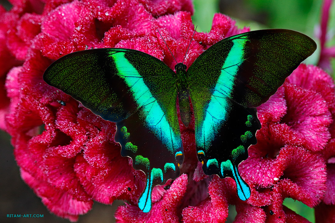 Papilio-blumei-butterfly_Ritam-W