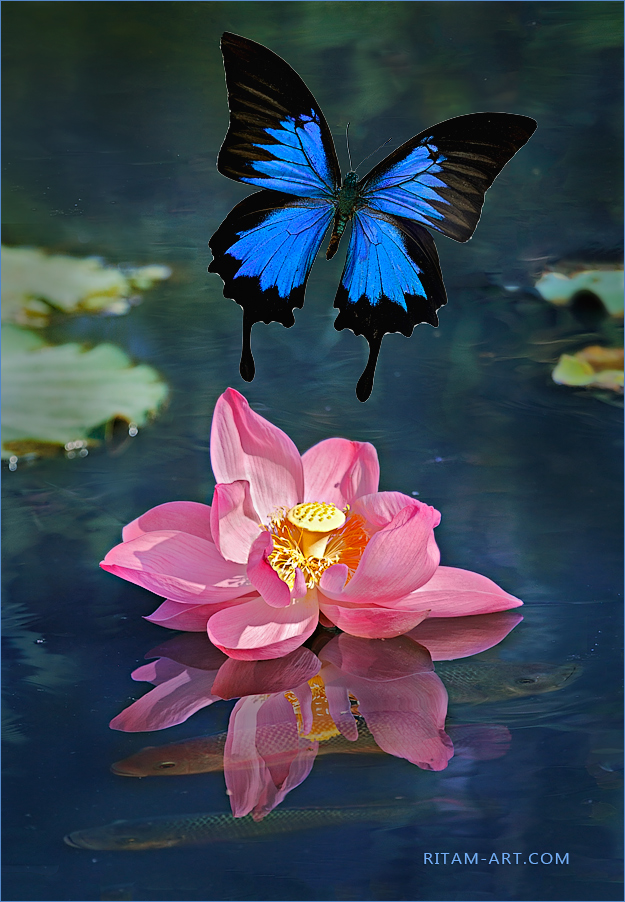 Papilio-ulysses_Blue-emperor-butterfly_over_Lotus_Ritam-W