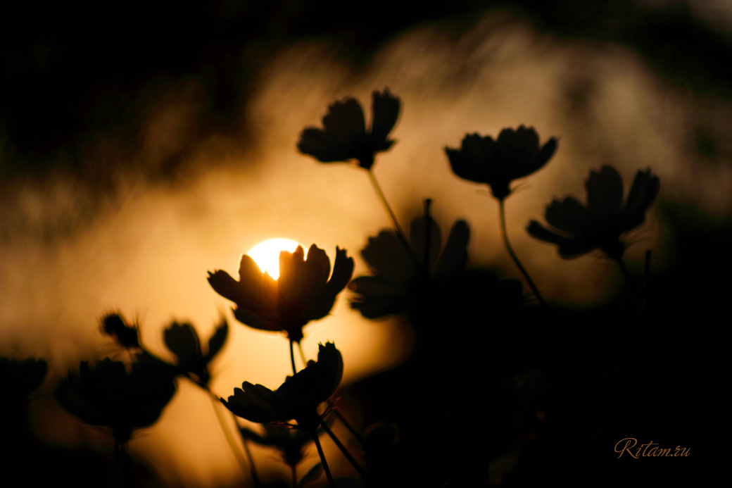 Pocelui_solnca_-_Ritam_W