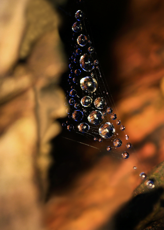 U7A9098_1_26November2016_Alexander_Zelenko