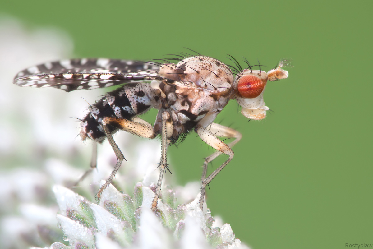Отряд двукрылые мухи. Двукрылые насекомые комар. Trypetoptera Муха. Двукрылые жуки. Двукрылые представители.