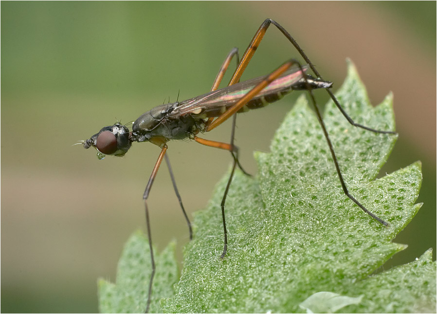 Черный жук с длинными усами. Чёрные мухи с длинными ногами. Наездник echthrus reluctator l. Личинки мушек, сциариды. Муха кровососка бескрылая.
