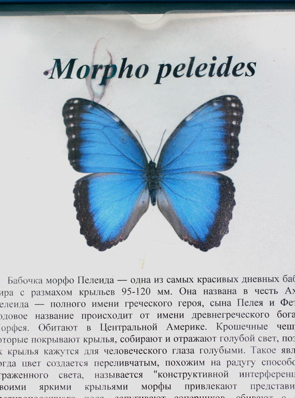 Morpho peleides бабочка. Рассказ про бабочку морфо. Гусеница бабочки морфо. Бабочки морыо иинелаус. Бабочка морфо киприда.
