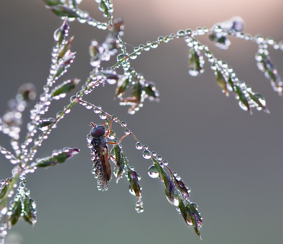 Роса на цветах. Капли росы. Капельки росы на траве. Серебряная роса. Капли дождя.