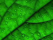 Green_leaf.jpg