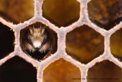 Bee12.jpg Bee12.jpg