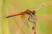 Sympetrum_flaveolum_.jpg