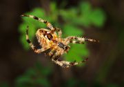 Araneus_diadematus.jpg