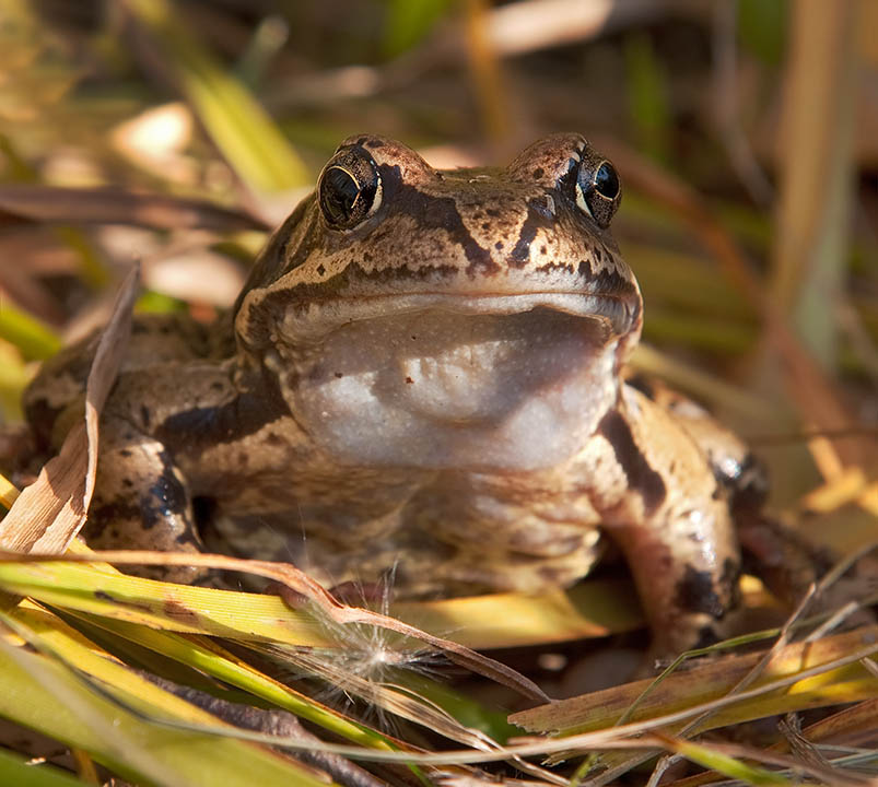 Rana sylvatica древесная лягушка. Анабиоз лягушки. Лягушка в спячке фото. Лягушачий анабиоз. Анабиоз лягушки.