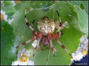 -_Araneus_marmoreus.JPG