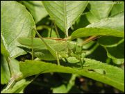 -_Tettigonia_dolieboptera_maritima.JPG