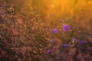 DSC3016_.jpg DSC3016_.jpg