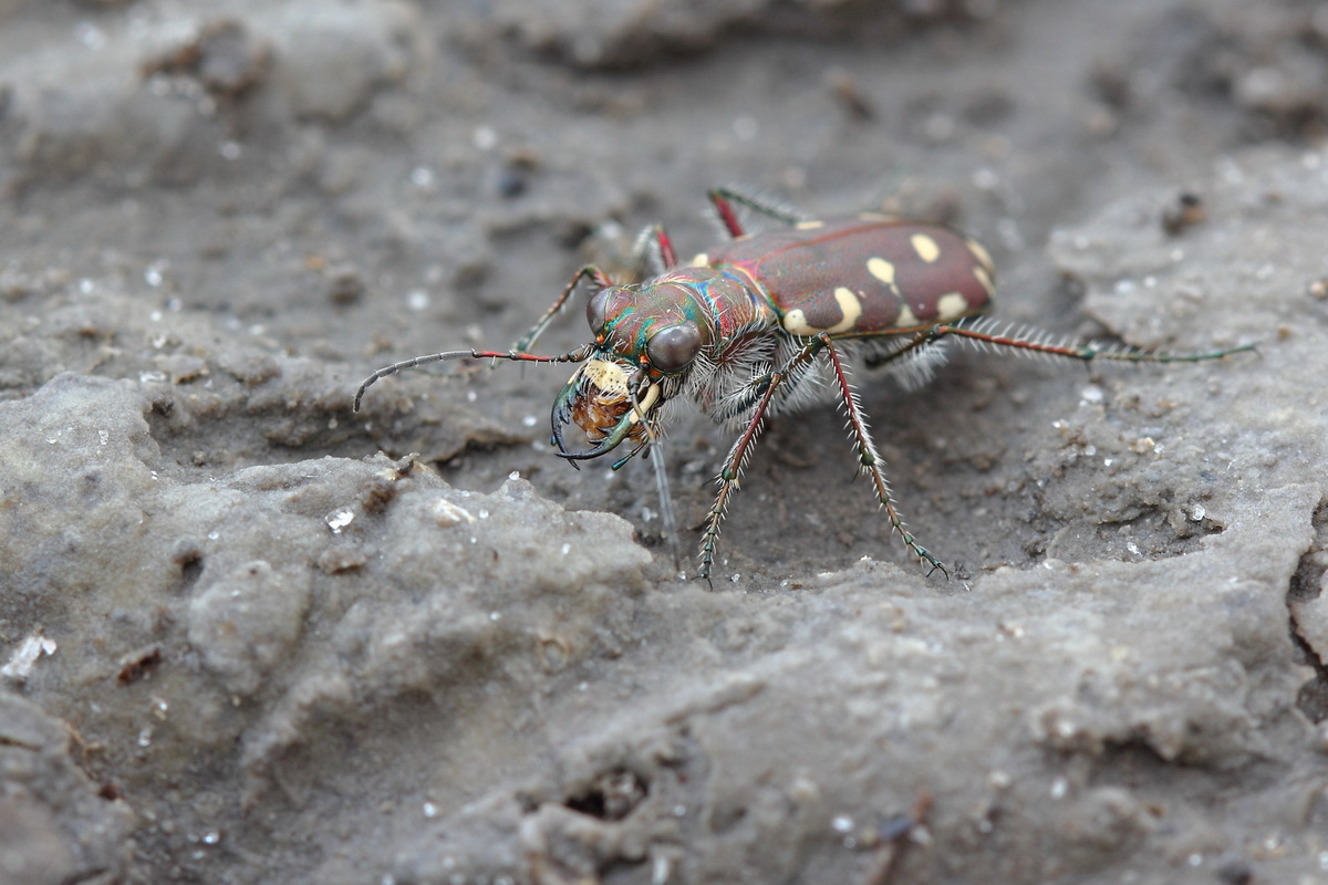 Черные жуки ростовской области. Жук рогач и жук олень. Чернотелки хрущак. Жук уж. Жучки бетилиды.