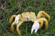 Atlantic_Ghost_Crab.jpg