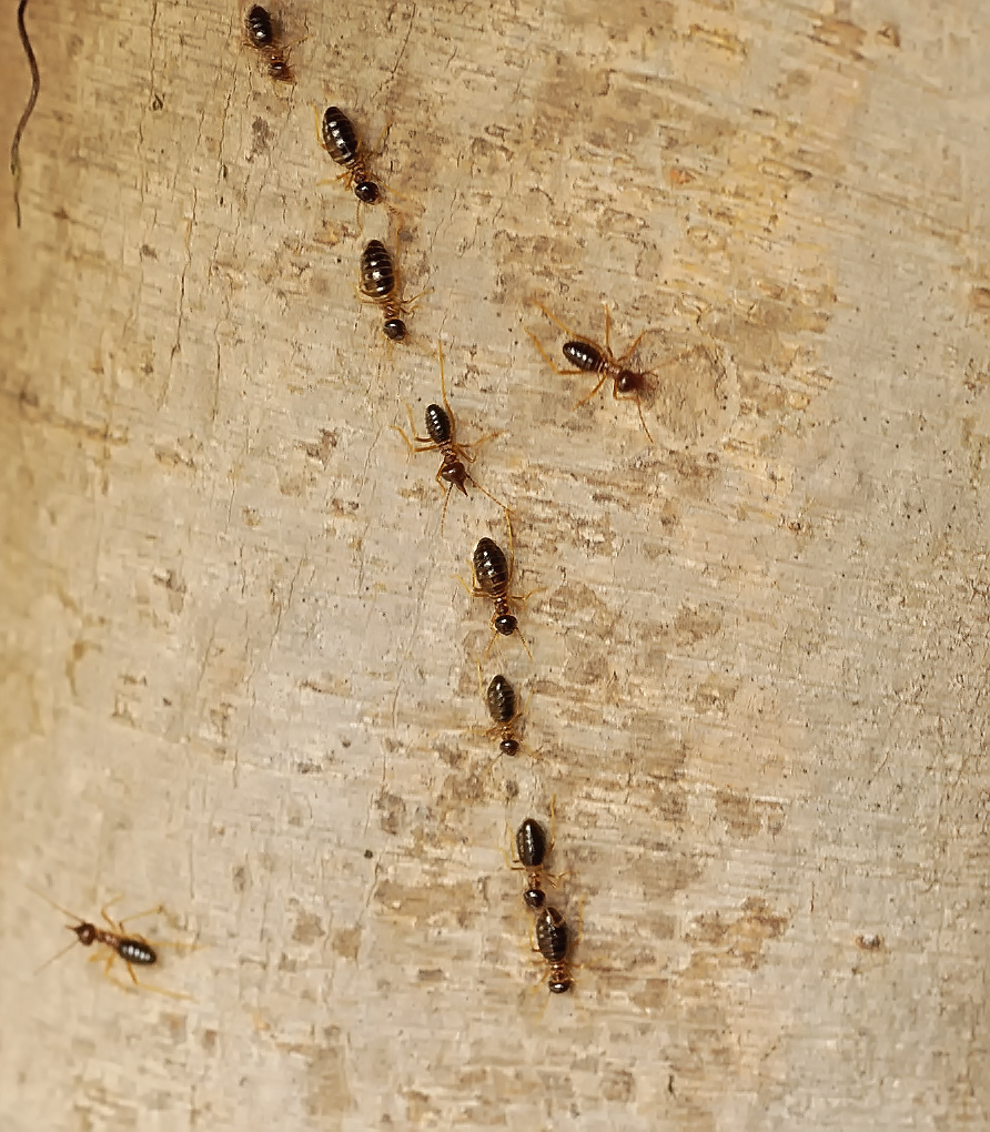 Termites sacrifice their elderly in ant wars: study The Guardian Nigeria News -