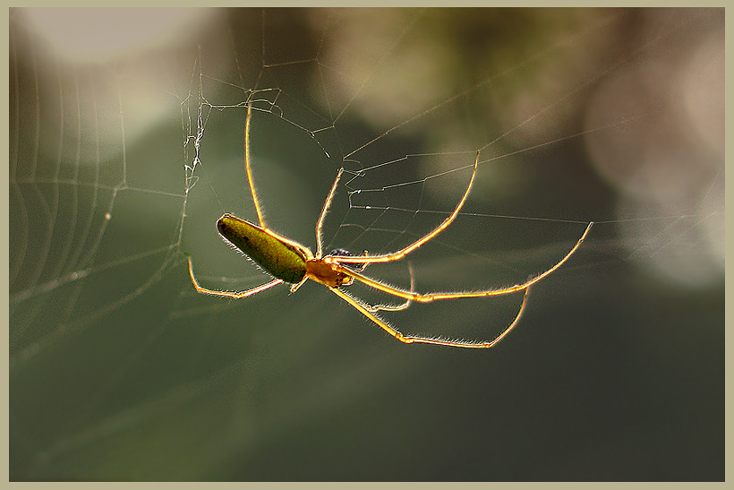 Паук вязальщик фото Tetragnathidae