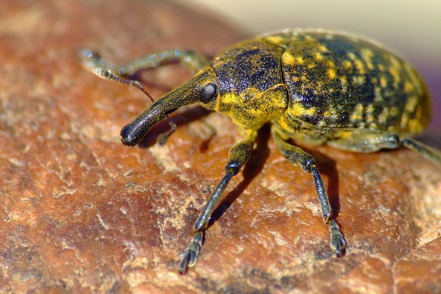 #dynastes - @astronomy-to-zoology on Tumblr