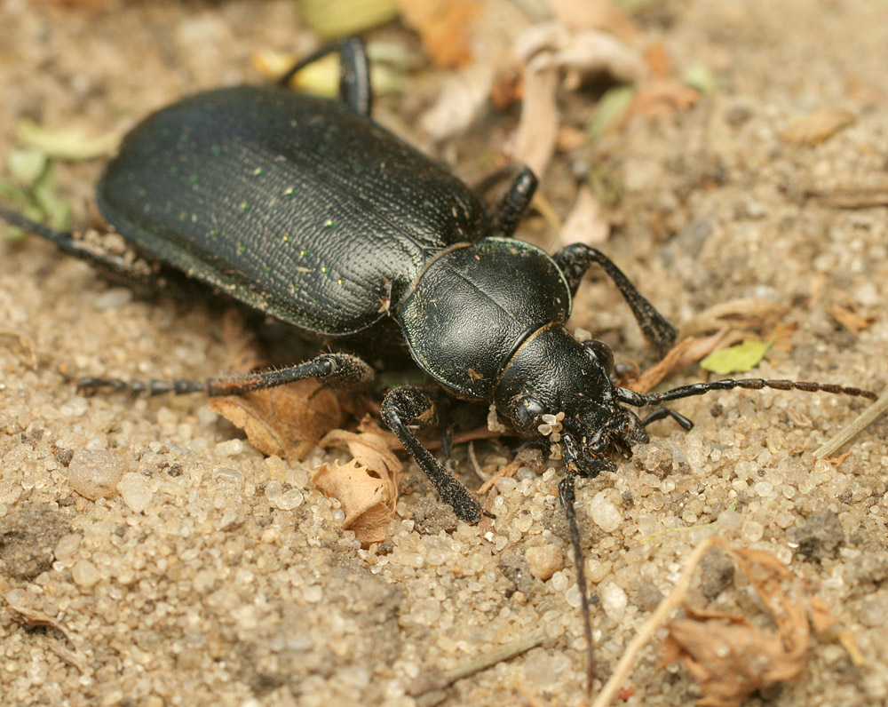 NATURE. Фото - Arthropoda: Insecta: Coleoptera: Polyphaga: Chrysomeloidea: Chrys
