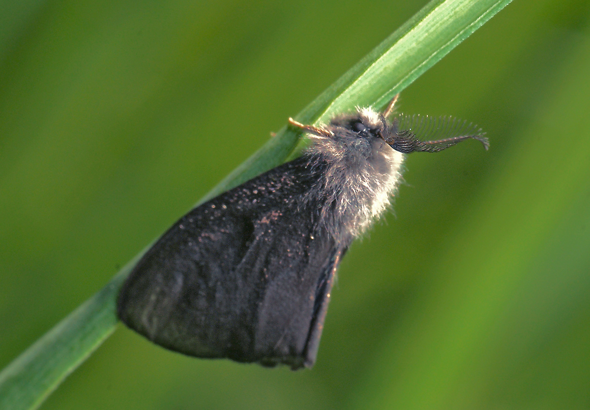 Файл:Canephora hirsuta 1 beentree.jpg - Википедия