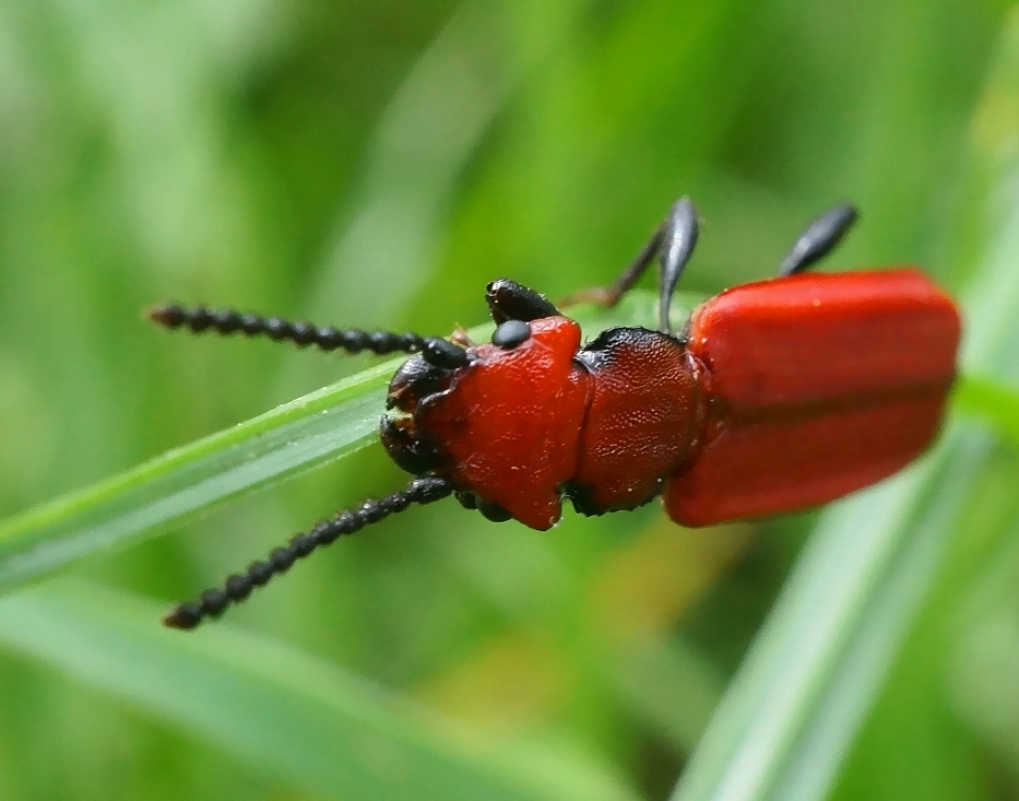 Firebug (Жук Пожарник) The shot was taken using 7mm and 14. Flickr