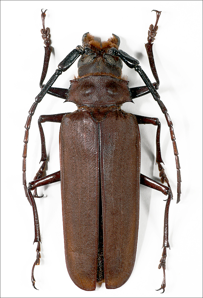 Файл:Callipogon relictus female verso.JPG - Википедия