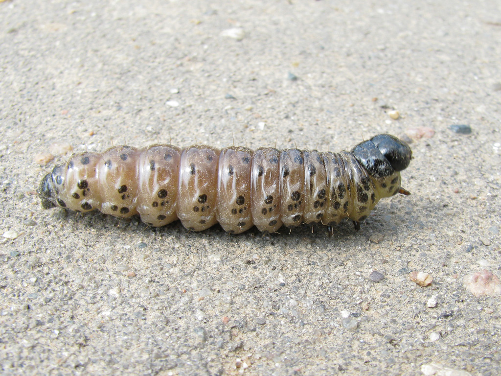 Large Yellow Underwing Caterpillar Shop inos.kz