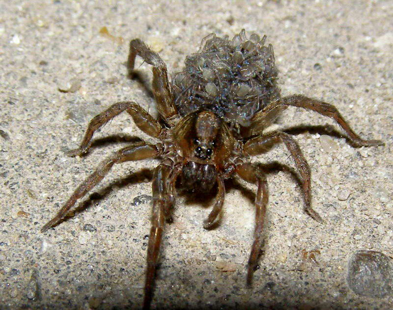 Wolf spider, Spider, Spider drawing