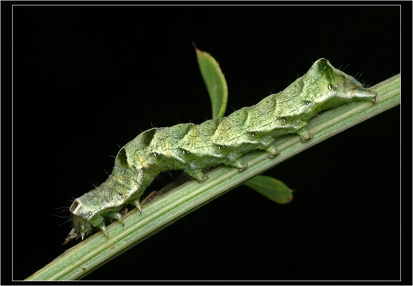Larva Background Images, HD Pictures and Wallpaper For Free Download Pngtree