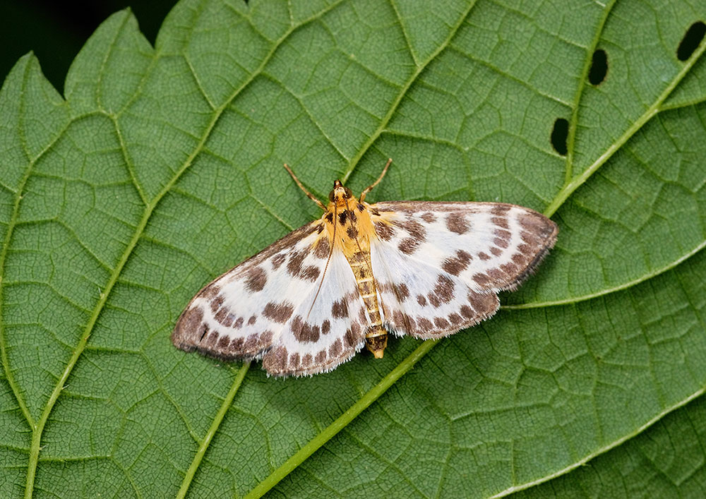 Огневка трескучая. Огневка птица. Самшитовая огневка. Болотная гадюка. Гадюка огневка сибирская.