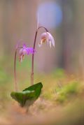 Calypso-bulbosa_9.jpg