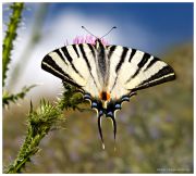 Podaliriy--Papilio-Podalirius--Parusnik_mechty--Ritam.jpg