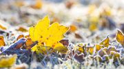 maple_leaf_and_grass_in_a_sunny_frost_October_morning.jpg