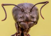 Camponotus1.jpg