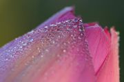 dew_lotus_9755-ac9.jpg