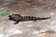 Hyla_savignyi_in_amplexus_with_Salamandra_infraimmaculata_macroclub.jpg