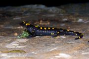 Salamandra_infraimmaculata_macroclub.jpg