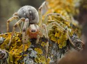 Agelena-labyrinthica1.jpg