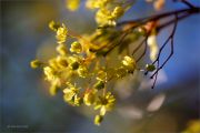 Spring-Gold_Maple-blossom_Ritam-W.jpg