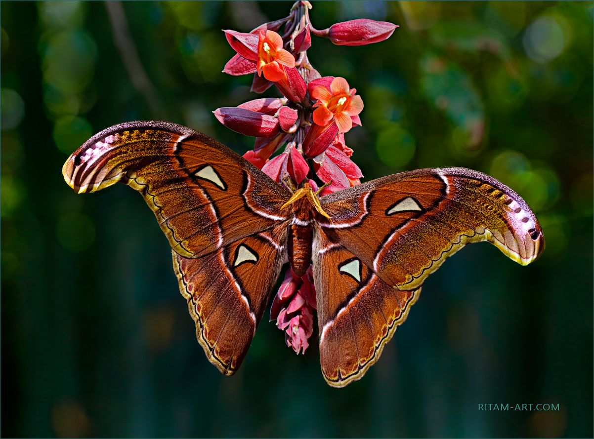 8 Amazing Facts About the Atlas Moth