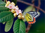 Delias-eucharis_Jezebel-butterfly_Ritam-W1.jpg